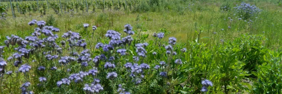 3ha vignes à Jouy-en-Pithiverais au Domaine Anne Bléchet