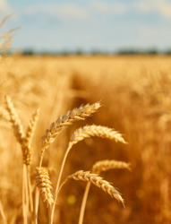 Céréales blés Beauce