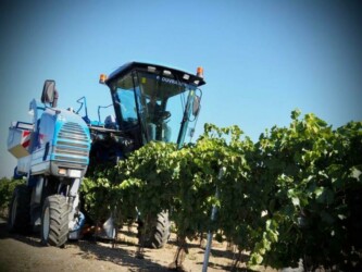 Vendanges Pithiverais