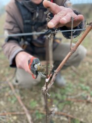 Taille des vignes Pithiviers