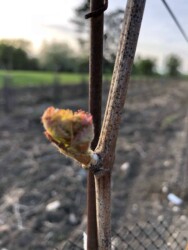 Débourrement de la vigne au Domaine Anne Bléchet